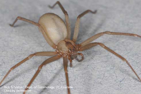 Adult brown recluse spider, <i>Loxosceles reclusa.</i>.