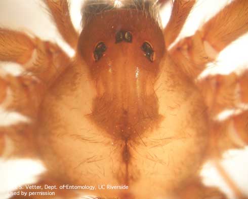 Close-up of the cephalothorax head region of a brown recluse showing the typical arrangement of eyes.