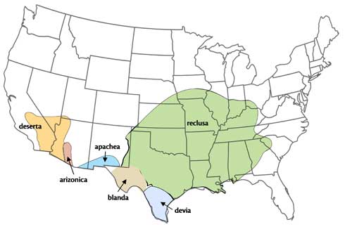 Map showing range of the six species of recluse spiders in the United States.