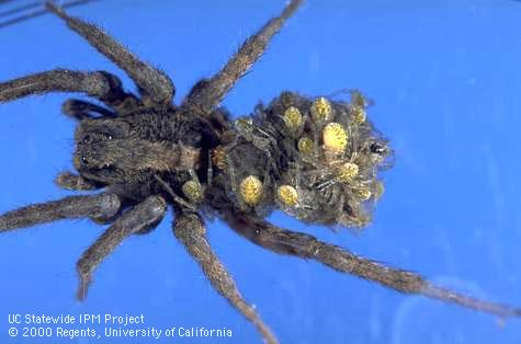 Adult wolf spider.