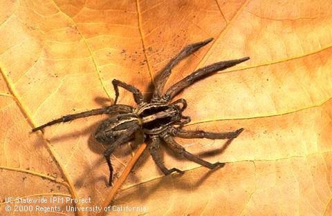 Adult wolf spider.