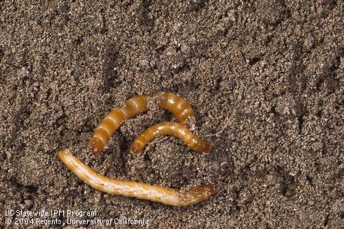 Larvae of the sugarbeet wireworm, <I>Limonius californicus.</I>.