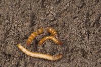 Wireworms