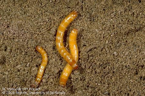 Larva of sugarbeet wireworm.