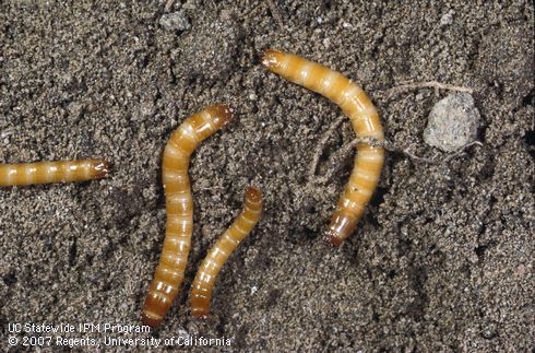 Larva of sugarbeet wireworm.