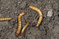 Wireworms