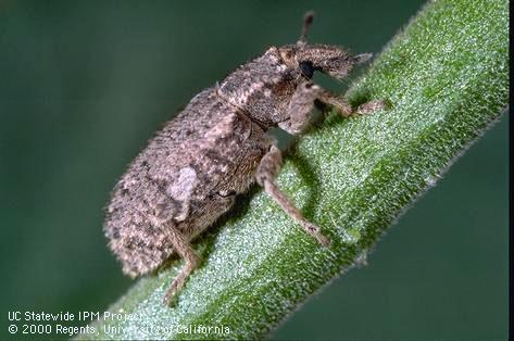 Adult vegetable weevil.