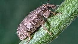 Vegetable weevil adult