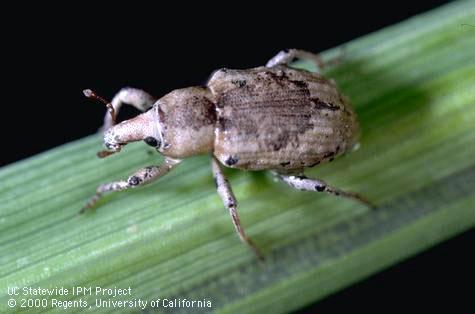 Adult rice water weevil.