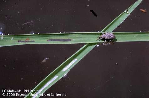 Crop damaged by rice water weevil.