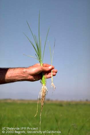 Crop damaged by rice water weevil.