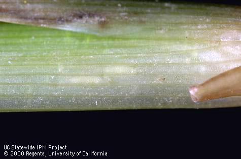 Egg of rice water weevil.