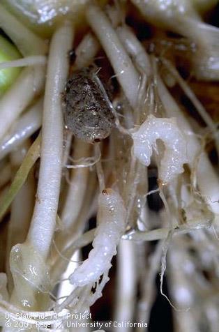 Larva of rice water weevil.