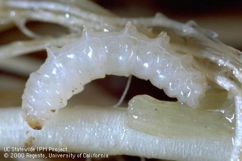 Larva of rice water weevil.