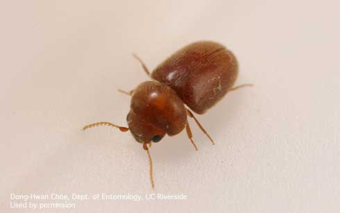 Adult cigarette beetle, <i>Lasioderma serricorne.</i>.