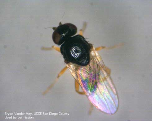 Adult eye gnat, <i>Liohippelates collusor.</i>.