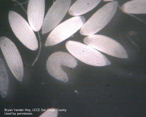 Eggs and larva of an eye gnat, <i>Liohippelates collusor.</i>.