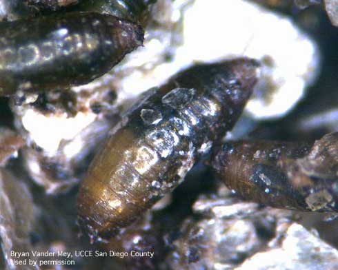 Pupa of an eye gnat, <i>Liohippelates collusor.</i>.