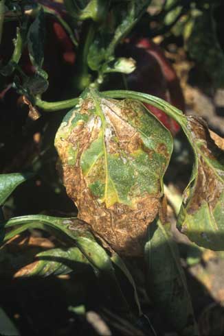 Leafminer, <i>Liriomyza</i> sp., feeding in pepper leaves can lead to extensive mining and blotching.