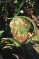 Leafminer, Liriomyza sp., feeding in pepper leaves can lead to extensive mining and blotching.