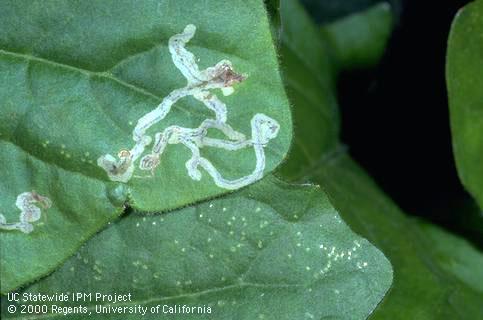 Adult leafminer feeding punctures (bottom) and mines (top).