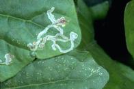 Adult leafminer feeding punctures (bottom) and mines (top).