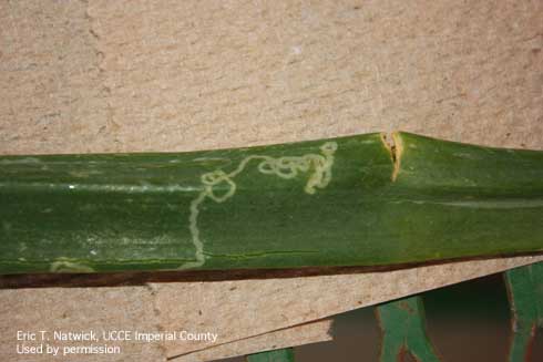 Winding mine caused by the larva of a leafminer, <i>Liriomyza</i> sp., feeding just beneath the upper surface of an onion leaf. 