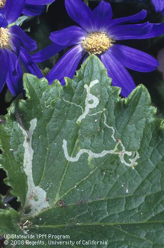 Foliar damage from Serpentine leafminer.