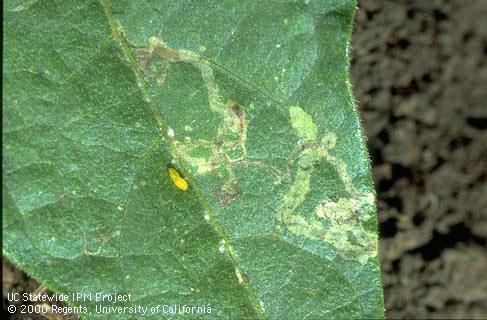 Crop damage by leafminer.