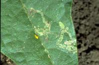 Leafminer