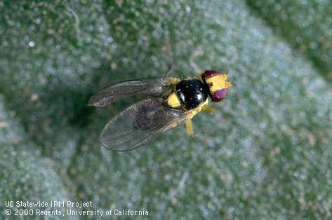 Adult vegetable leafminer.