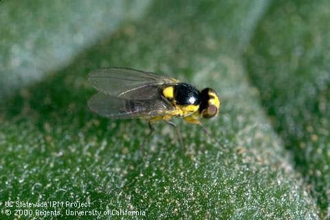 Adult vegetable leafminer.