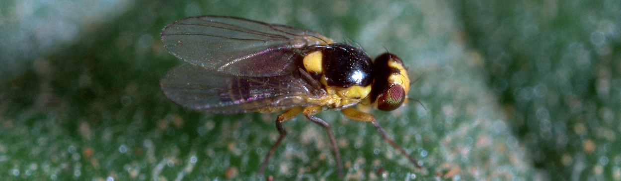 Adult vegetable leafminer.