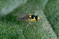 Adult vegetable leafminer.