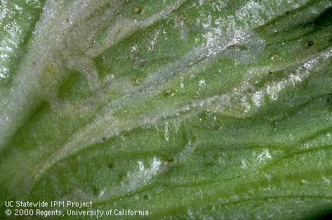 Crop damaged by vegetable leafminer.