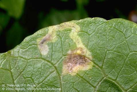 Mine and feces of vegetable leafminer.