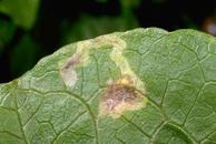 Leafminer damage