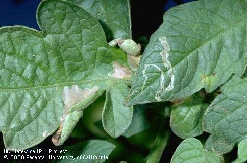 Crop damaged by vegetable leafminer.