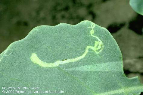 Leaf mine of a larva of a leafminer, <i>Liriomyza sativae</i>.