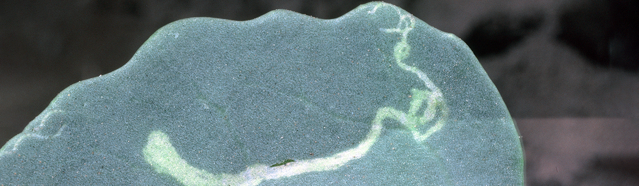 Leaf mine of a larva of a leafminer, Liriomyza sativae.
