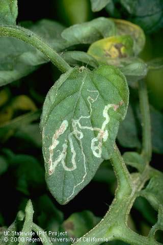 Mines of the vegetable leafminer widen gradually as the larva feeds.