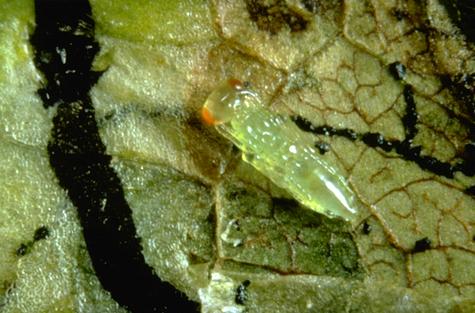 Pupa of <i>Diglyphus begini</i> exposed in a leaf mine.