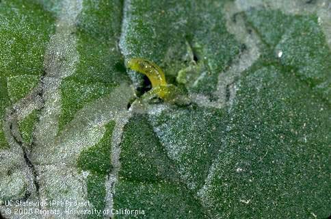 Larva (exposed) of vegetable leafminer, <i>Liriomyza sativae</i>.