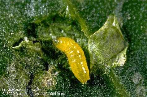 Larva of vegetable leafminer.