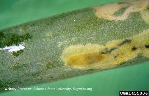 Larva of vegetable leafminer, <i>Liriomyza sativae,</i> feeding within onion leaf tissue.