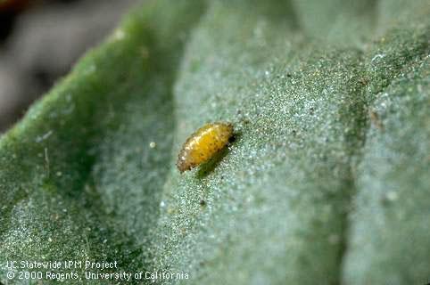 Pupa of vegetable leafminer.