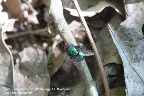 Adult green bottle fly, <i>Lucilia</i> sp.