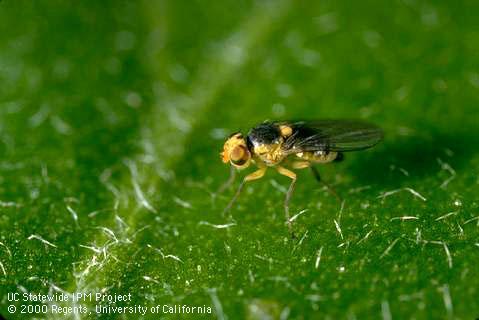 Adult vegetable leafminer.