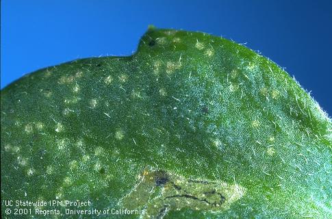 Pale, round, blotches in a leaf from feeding by adult serpentine leafminers, <i>Liriomyza trifolii</i>, and portions of larval tunnel (bottom).