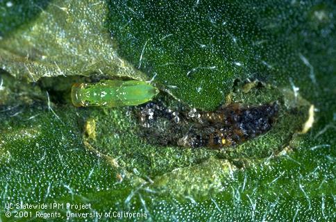 Pupa of <i>Diglyphus begini</i> (left) and a dead serpentine leafminer larva, <i>Liriomyza trifolii</i> (right), dissected from mine.